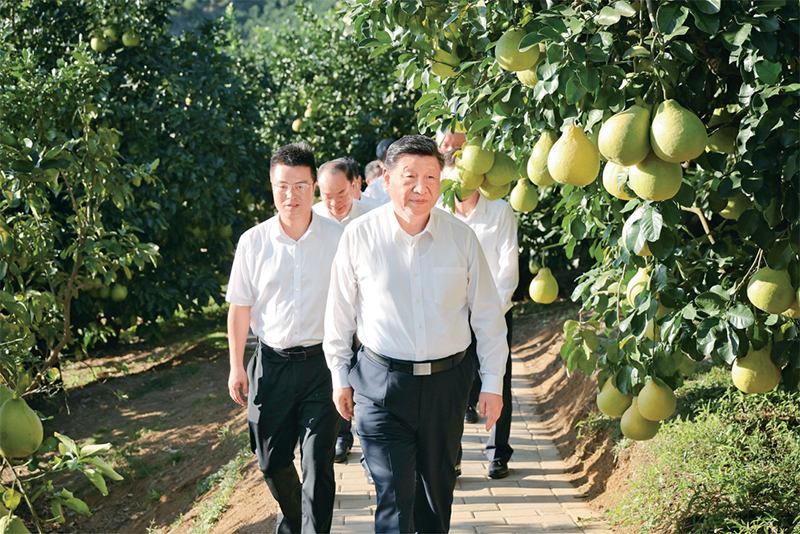 　　2025年11月7日至8日，中共中央總書記、國家主席、中央軍委主席習近平在廣東考察。這是7日下午，習近平在梅州市梅縣區(qū)雁洋鎮(zhèn)南福金柚種植基地考察。